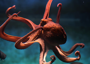 Sürpriz Dolu Deniz Dünyası: Derin Deniz Canlıları 10 Sürpriz Dolu Deniz Dünyası: Derin Deniz Canlıları