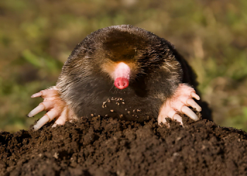 Ormanların Sessiz Kahramanları: Toprak Altı Canlıları 12 Ormanların Sessiz Kahramanları: Toprak Altı Canlıları