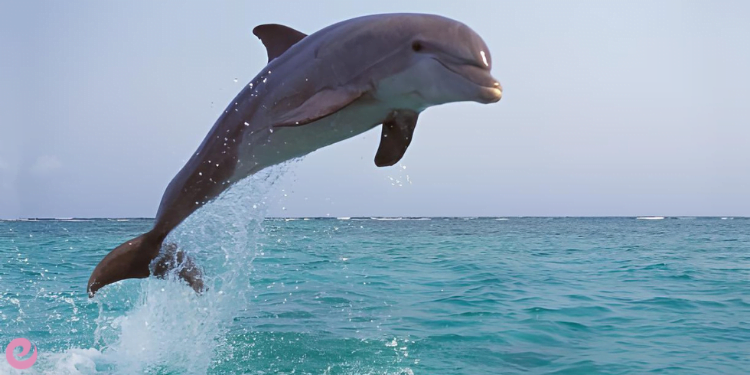 Nesli Tehlike Altındaki Türlerin Önemi, Korunması 2 Afalina