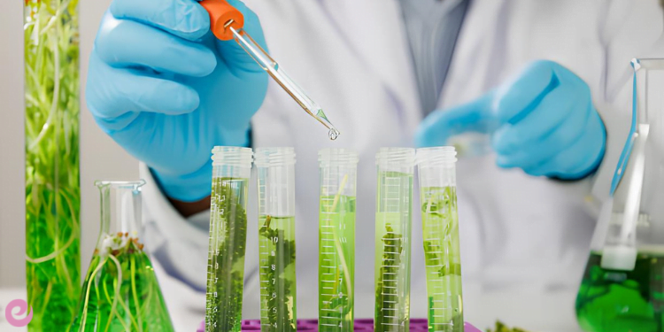 Bitki Fizyolojisi ve Fotosentez 4 Bitki fizyolojisi ve hucresel yapi