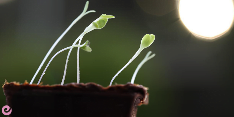 Bitki Fizyolojisi ve Fotosentez 2 Bitkiler icin gunes isiginin onemi