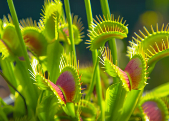 Bitkilerin Savunma Mekanizmaları 5 Bitkilerin Savunma Mekanizmaları