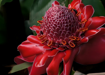 Egzotik Bitkiler ve Bakımları 11 Egzotik Bitkiler ve Bakımları