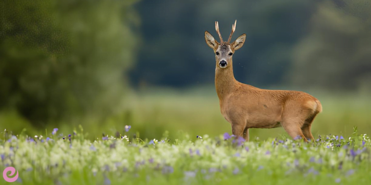 Nesli Tehlike Altındaki Türlerin Önemi, Korunması 3 Karaca