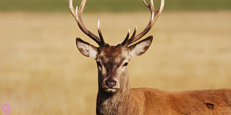 Nesli Tehlike Altındaki Türlerin Önemi, Korunması 4 Kizil geyik