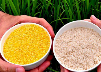 A Vitamini Eksikliğine Altın Pirinç Çözümü 7 Altın Pirinç: A Vitamini Eksikliğine Karşı Bir Mucize