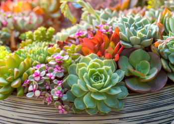 Sukulent Bitkisi Bakımı ve Türleri 5 Sukulent Bitkisi Bakımı ve Türleri