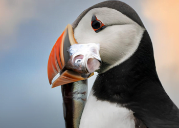 Nesli Tehlike Altındaki Türlerin Önemi, Korunması 13 Nesli Tehlike Altındaki Türlerin Önemi, Korunması