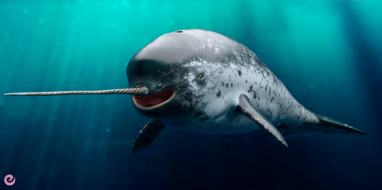 Garip Huylarıyla Bilinen Hayvanlar 2 1. Deniz Unicorn'u Narval