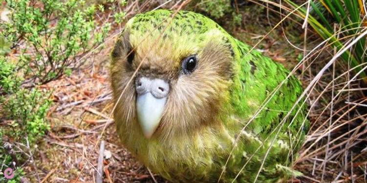 Garip Huylarıyla Bilinen Hayvanlar 3 2.Uçmayan Papağan Kakapo