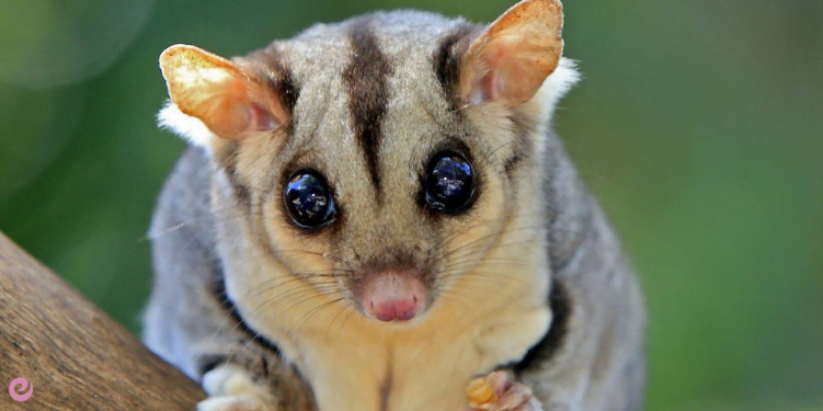 Garip Huylarıyla Bilinen Hayvanlar 5 4. Yeşil Işıklı Gözleriyle Keseli Fare