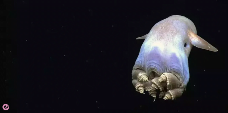 Garip Huylarıyla Bilinen Hayvanlar 6 5. Büyülü Kulaklarıyla Dumbo Ahtapotu