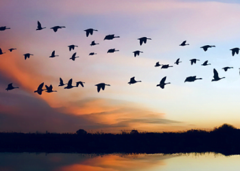 İklim Değişikliği ve Kuş Göçleri 10 İklim Değişikliği ve Kuş Göçleri