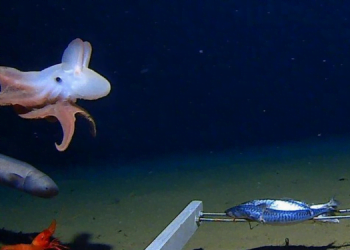 Garip Huylarıyla Bilinen Hayvanlar 9 Garip Huylarıyla Bilinen Hayvanları