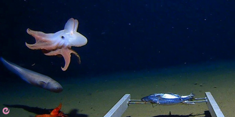 Garip Huylarıyla Bilinen Hayvanlar 1 Garip Huylarıyla Bilinen Hayvanları