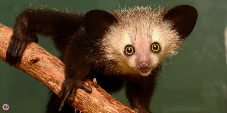 Garip Huylarıyla Bilinen Hayvanlar 4 Gececi Parmak Aye-Aye