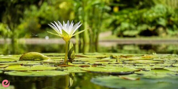 Soyu Tükenmekte Olan Bitkiler 1 Soyu Tükenmekte Olan Bitkiler