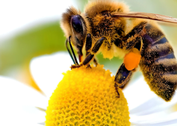 Arıların Ekosistemdeki Yeri ve Önemi 6 Arıların Ekosistemdeki Yeri ve Önemi
