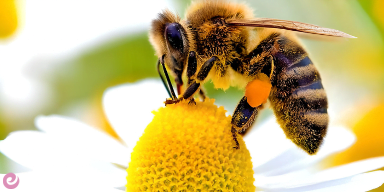 Arıların Ekosistemdeki Yeri ve Önemi 1 Arıların Ekosistemdeki Yeri ve Önemi