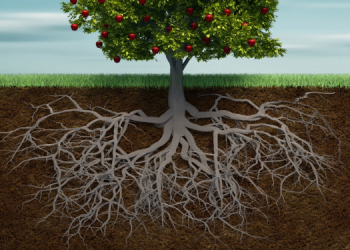 Arbusküler Mikoriza Mantarları Nedir? 7 Arbusküler Mikoriza Mantarları Nedir?