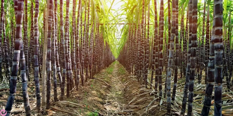 Şeker ve Günümüzdeki Yeri Nedir? Şekerin Tarihi 2 seker kamisi