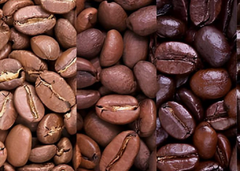 Kahve Çekirdekleri ve Demlenme Yöntemleriyle Tanışın! 13 Kahve Çekirdekleri ve Demlenme Yöntemleriyle Tanışın