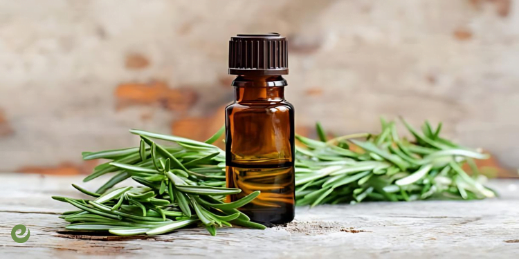 Biberiye Yağının Faydaları 1 Biberiye Yağının Faydaları