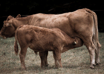 Jersey İneği ve Jersey Sütün Faydaları 7 Jersey İneği ve Jersey Sütün Faydaları