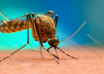 Batı Nil Virüsü Nedir? Belirtileri ve Tedavi Yöntemleri Nelerdir? 5 Batı Nil Virüsü Nedir? Belirtileri ve Tedavi Yöntemleri Nelerdir?